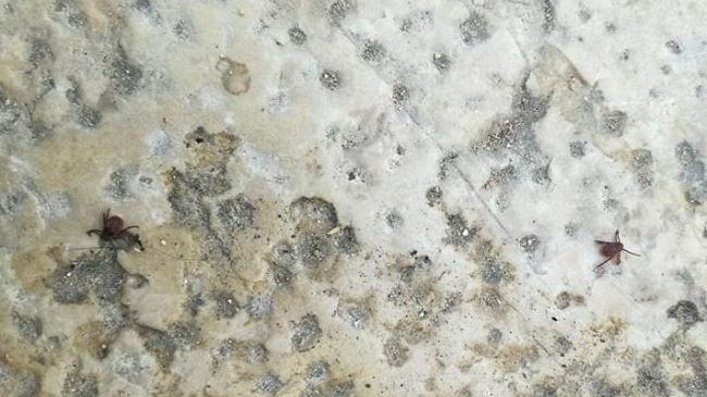 Mazara, cittadini segnalano presenza di zecche in piazza del popolo a Borgata Costiera. Chi interviene?