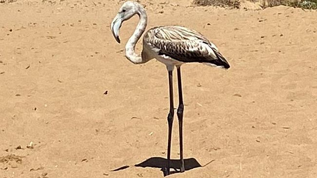 Avvistato un fenicottero sulle spiagge di Triscina