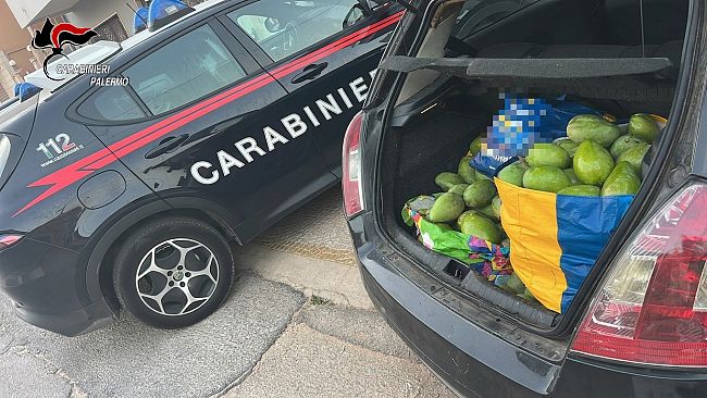 furti-di-mango-a-balestrate-i-carabinieri-arrestano-tre-persone