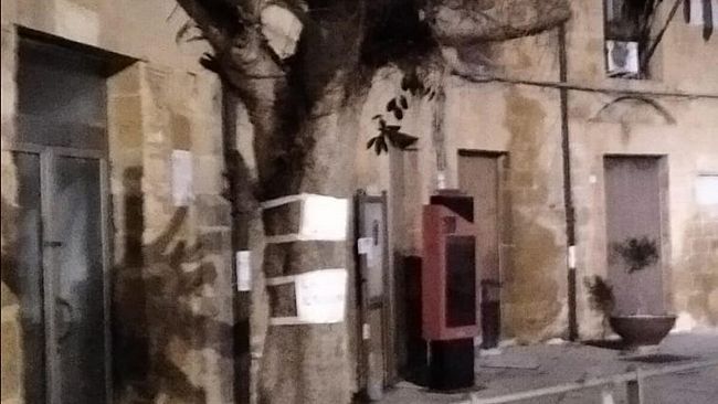 Errato intervento di potatura su alberi ornamentali presenti nel sistema delle piazze