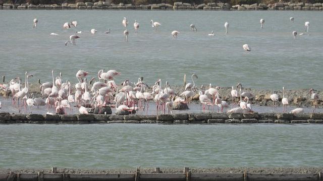 Prima nidificazione del fenicottero rosa nella Riserva delle Saline di Trapani e Paceco