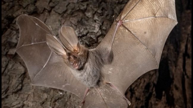 A Pantelleria scoperta una nuova specie di pipistrello