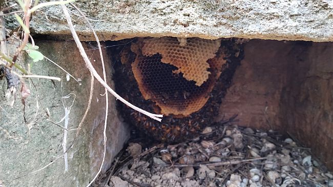 Bee day a Selinunte Alla scoperta dell’ape nera tra degustazioni e mostre tematiche