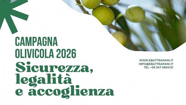campagna-di-raccolta-olive-da-mensa-nocellara-del-belice-importanti-novita