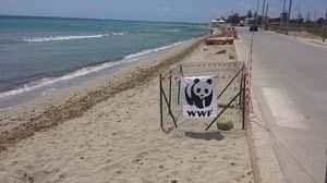 Caretta caretta nidifica sulla spiaggia di Tonnarella. Il Wwf monitora il nido