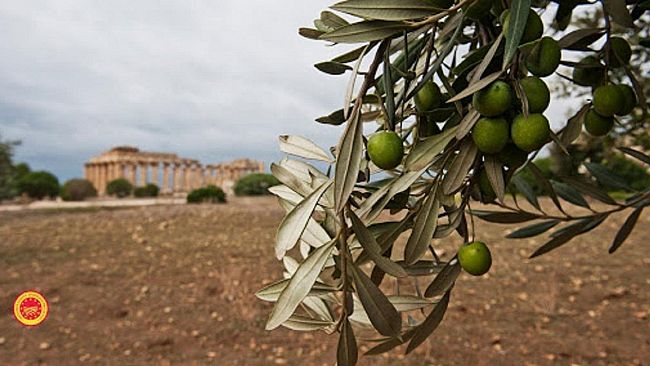 L’Asprol Selinunte indice la 2^ edizione del Concorso olio  delle contrade