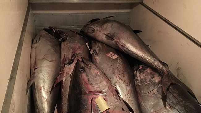 Oltre 22 quintali di tonno rosso sequestrati dalla Guardia Costiera di Marsala – multe fino a 100.000 euro e rischio per la salute pubblica