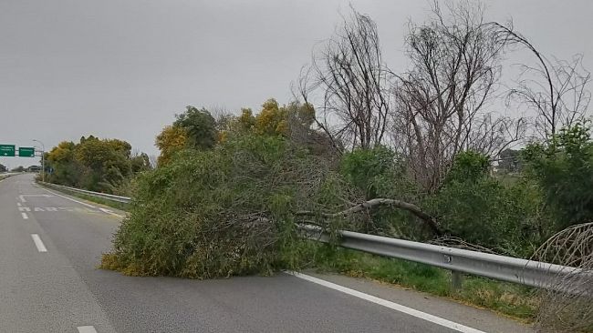 A29 Marsala-Trapani, Tre alberi abbattuti dal forte vento