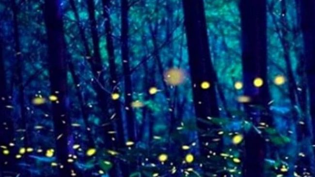 Ultime della sera: “Lusiroeula, Lucciolata. O vivere per amare”