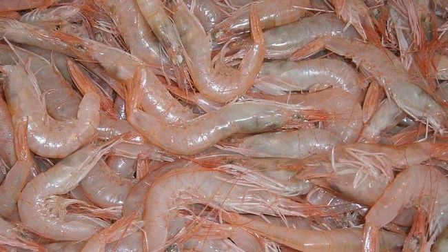 Si pesca di meno, i pescatori di Sciacca chiedono lo stato di calamità