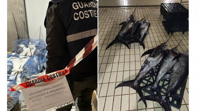 Guardia Costiera, in corso operazione  “SpINNaker”  a tutela della filiera pesca
