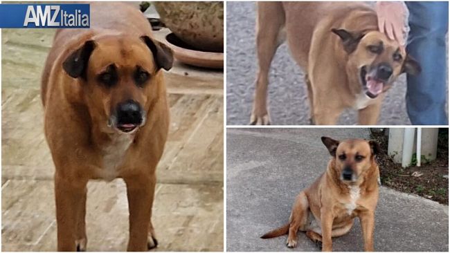 ad-alcamo-unassociazione-animalista-si-mobilita-per-il-cane-nocciolina