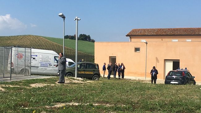 Salemi, sgravi Tari per chi adotta un cane randagio