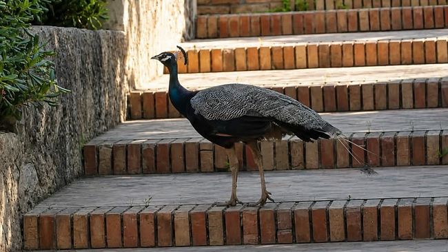 Mazara, recuperato uno dei due pavoni del lungomare San Vito