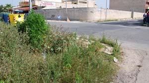 La Polizia scopre cannabis coltivata all’incrocio fra vie Bessarione e del Carabiniere