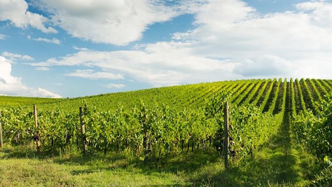 Mazara, M5S: “la Giunta Quinci annulli l’Imu agricola vista l’attuale emergenza”