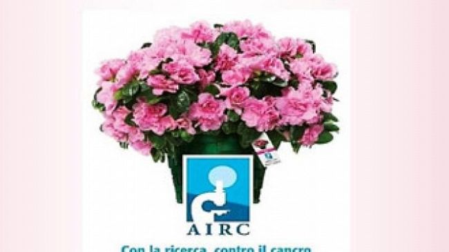 Trapani, torna l’azalea della ricerca