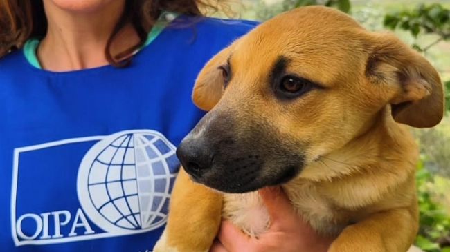 Partanna, emergenza nella gestione del randagismo