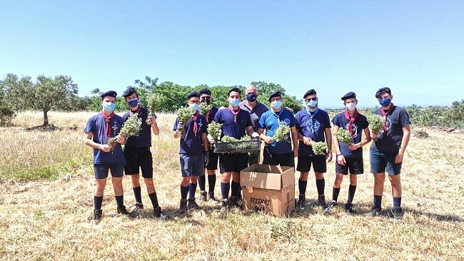 Selinunte, gli scout raccolgono l'origano della legalità nel fondo confiscato