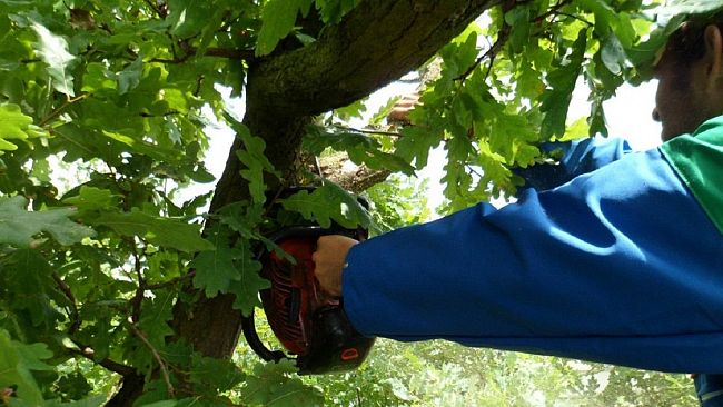 Salemi. Alberi pericolanti: Comune affida i lavori per la potatura