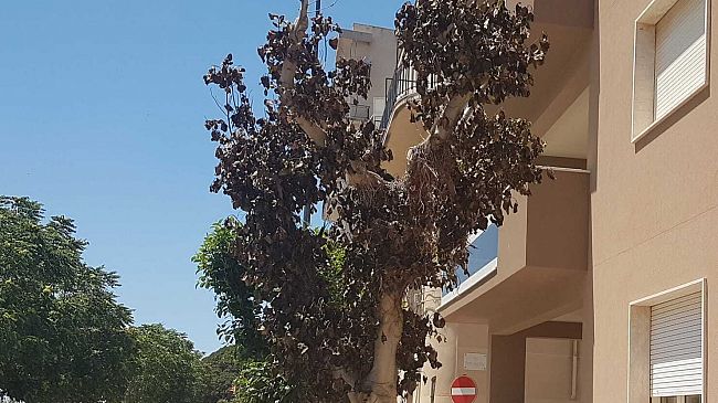 Mazara, il Comune salvi, a tutti i costi, un “ficus” (sul lungomare Hopps) che rischia di morire…