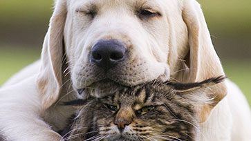 con-la-nuova-legge-di-bilancio-arriva-il-bonus-per-chi-ha-un-animale-domestico