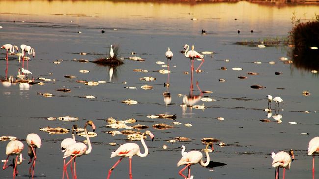 Mazara, moria di pesci nella Colmata B, la nota dell'ambientalista Enzo Sciabica