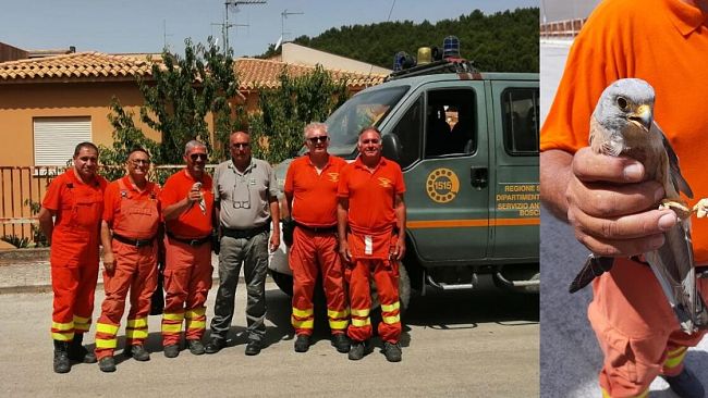 Salvato falco grillaio ferito