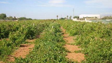 Aggiornamento dell’Enel su furto al pozzo di San Nicola: 1 km di cavi di rame rubati e 30 famiglie al buio