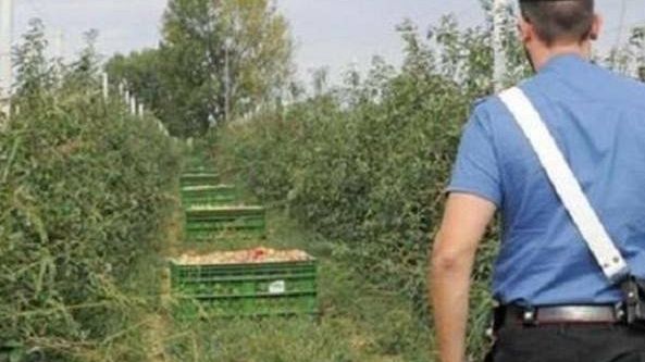 Operazione dei carabinieri contro il lavoro nero nelle aziende agricole: 8.000 euro di multe