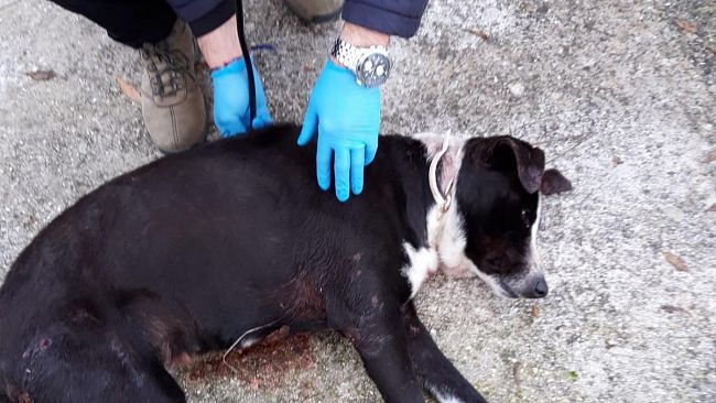 Partanna, intervento della PM per l’aggressione di un cane