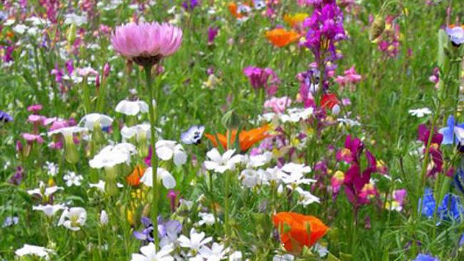 Ultime della sera: “Essere prof tra presenza e DAD”