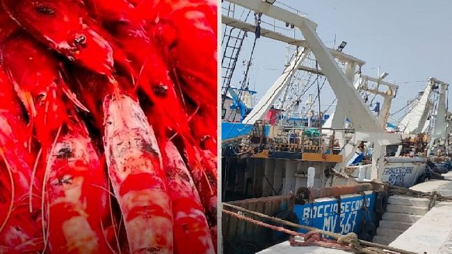 Pesca, Gambero rosso tunisino oltre le quote: il Ministero lancia l'allarme 