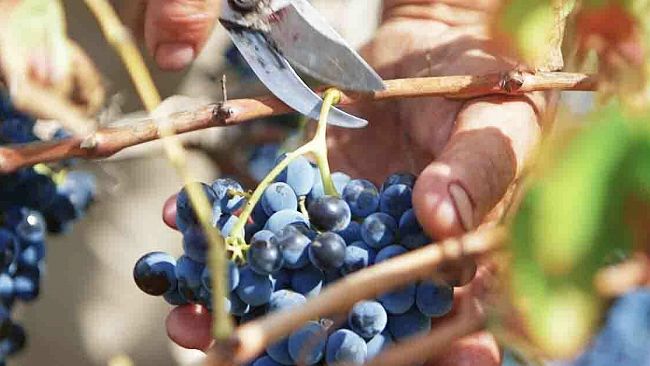 IRVO, vendemmia 2016: ventisei anni di attività per la cantina di Marsala