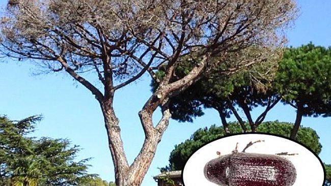 Pinete del Trapanese attaccate da un coleottero nocivo”. Sollecitazione di Italia Nostra Trapani affinché si intervenga