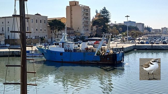Dragaggio porto canale anche il sindaco Quinci, come il predecessore Cristaldi, colpito dalla “maledizione del fratino”?