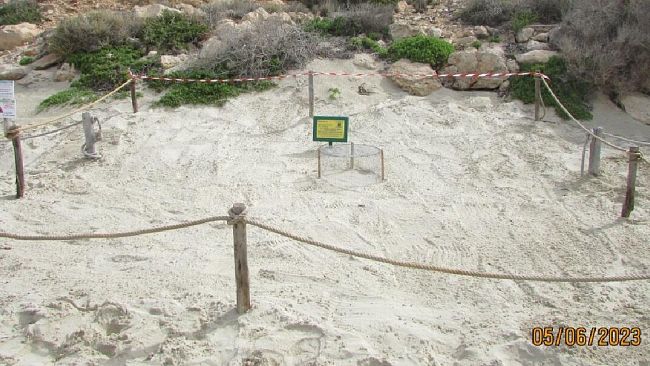 ​Lampedusa, nidificazione della tartaruga marina sulla Spiaggia dell’Isola dei Conigli