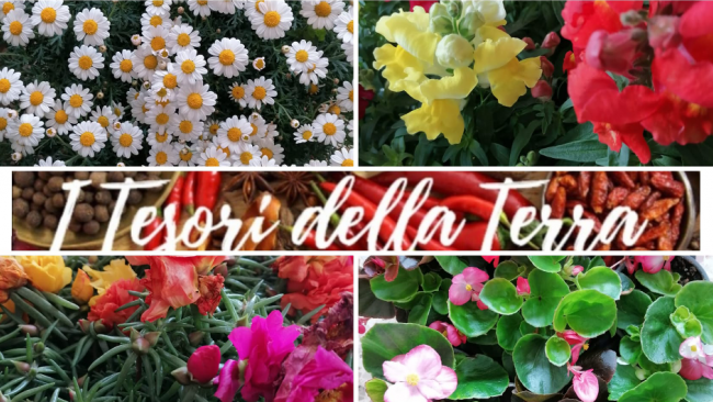 tesori-della-terra-fiori-profumati-e-colorati