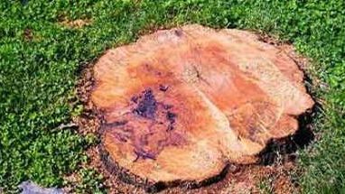 Campobello, recisi alberi a un produttore di olive: la solidarietà delle Istituzioni e della politica per l’atto intimidatorio