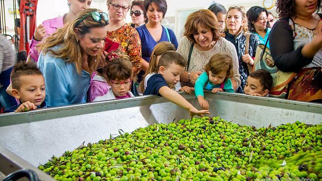 Oleificio Sciacchitano in festa, piccoli studenti in visita affascinati dalla magia dell’olio di oliva