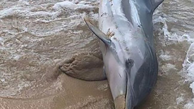 FOTO – Erice, delfino muore sulla spiaggia. Inutili i soccorsi