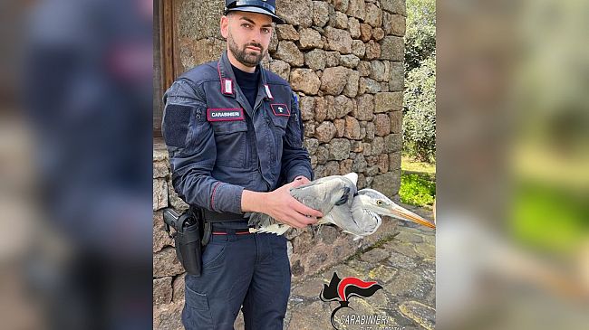 Pantelleria. Salvato dai carabinieri un esemplare di airone ferito
