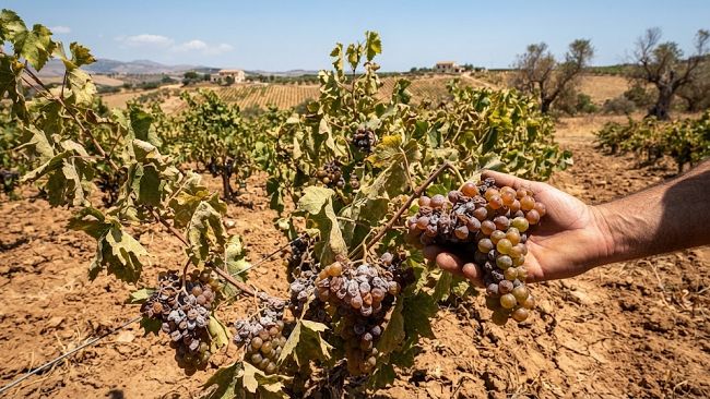 vendemmia-2026-la-tempesta-perfetta-si-abbatte-sulle-cantine-sociali