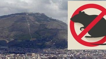​Erice. Al via derattizzazione nel territorio, il Comune raccoglie segnalazioni
