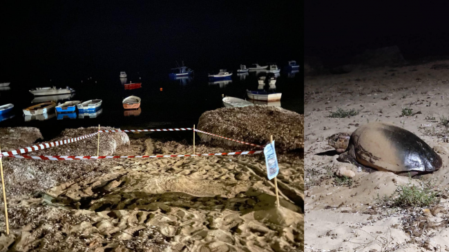 Petrosino, tartaruga caretta caretta depone uova sulla spiaggia di Biscione 