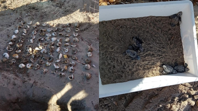 Petrosino, 90 tartarughe caretta caretta nate sulla spiaggia di Sabugia-Sibiliana