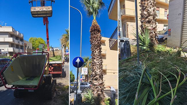 Erice, avviata la potatura delle palme nel territorio comunale