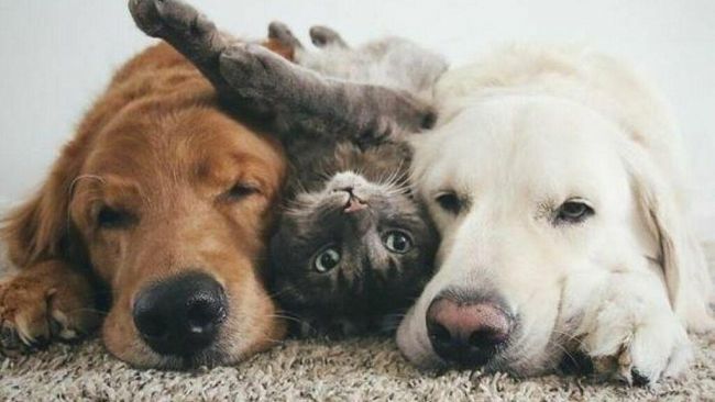 Prima Pagina Pet, animali d’affezione e Covid-19: cosa dobbiamo sapere