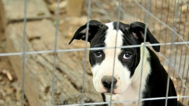Mazara, Azioni di contrasto al randagismo ed a tutela degli animali d'affezione