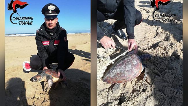 Trapani, Carabinieri salvano una tartaruga marina gravemente ferita